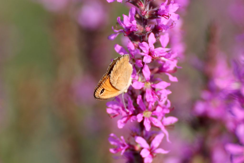 Farfalla ....? Coenonympha pamphilus